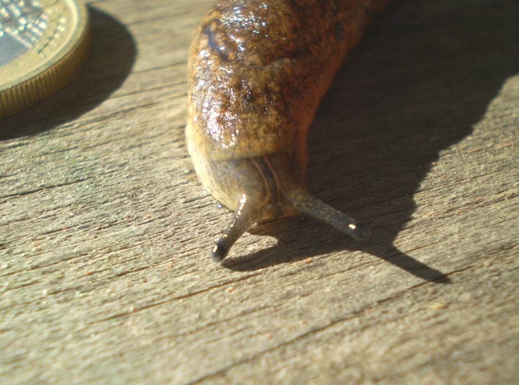 limax  (..?..) da identificare